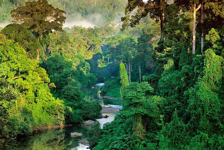 Sinharaja Forest Reserve