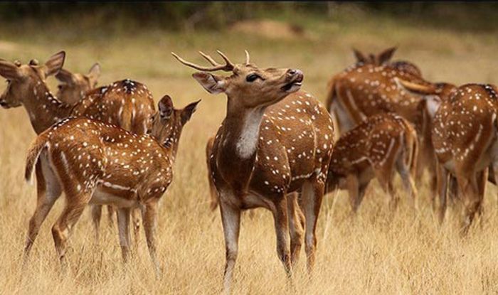 Wilpattu National Park