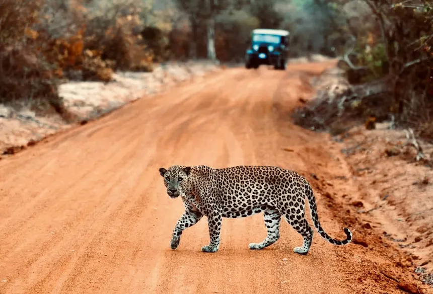 Leopard