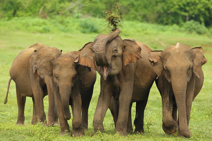 Grand Tour of Sri Lanka photo 3
